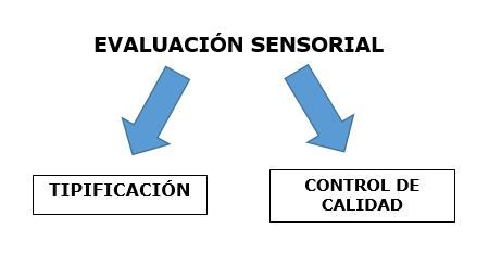 EVALUACIÓN SENSORIAL DEL JAMÓN LA CALA Y LA CATA