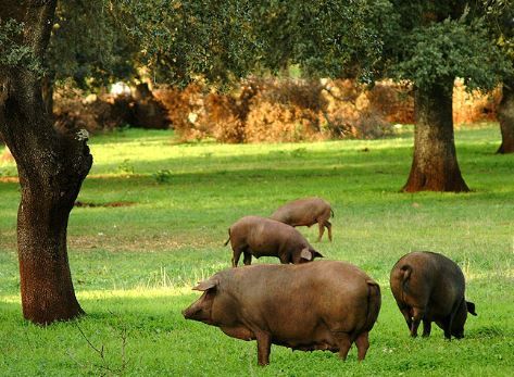 Cerdos ibericos pastando