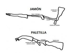 Anatomía jamón y paletilla