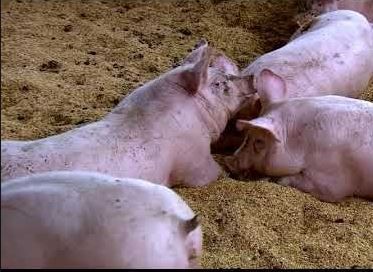 Cerdos alimentados con pienso