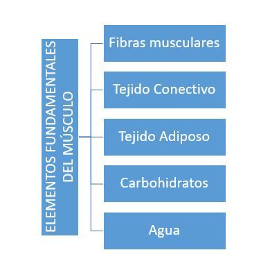 Elementos del músculo