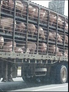 Transporte del cerdo