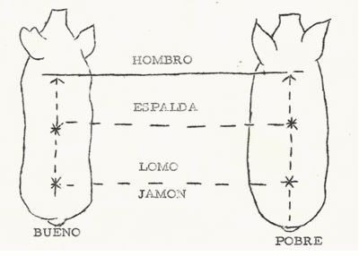 anatomía porcina