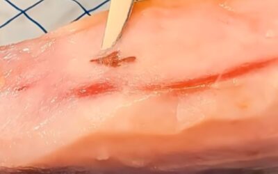 ¿Qué es la manchita que aparece en el jamón y por qué no es motivo de devolución?