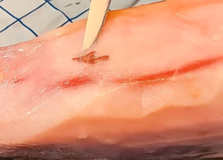 ¿Qué es la manchita que aparece en el jamón y por qué no es motivo de devolución?