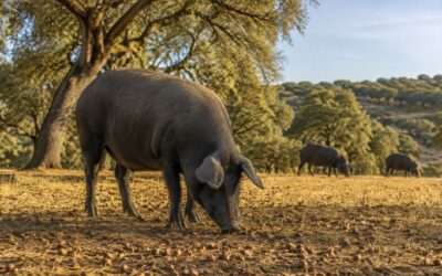¿Cómo se cría el cerdo ibérico? Raza, ejercicio y alimentación en montanera