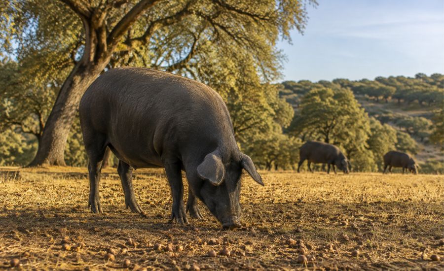¿Cómo se cría el cerdo ibérico? Raza, ejercicio y alimentación en montanera